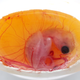 A turtle embryo in the egg.